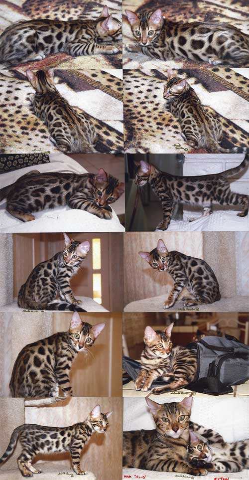 Bengal Kittens