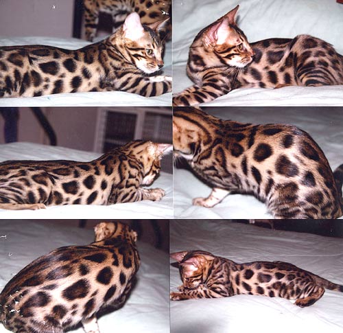 Bengal Kittens