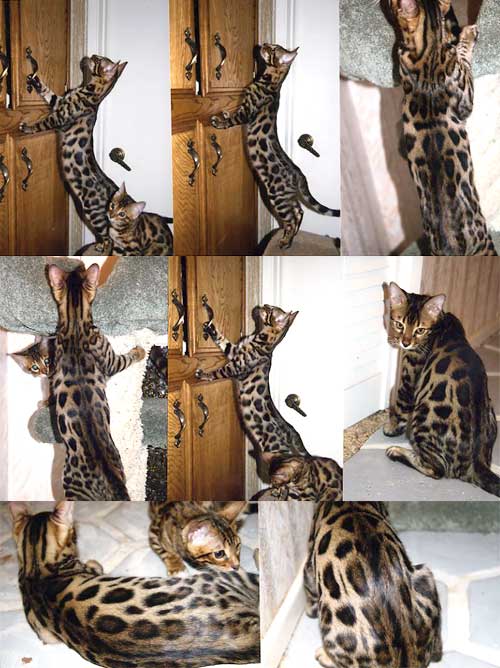 Bengal Kittens