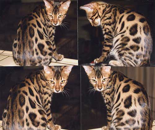 Bengal Kittens