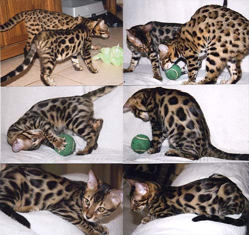 Bengal Kittens