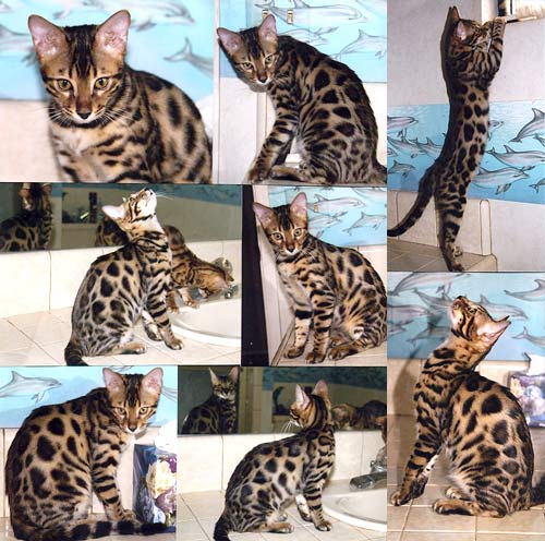 Bengal Kittens