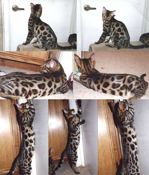 Bengal Kittens