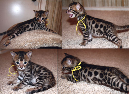Bengal Kittens