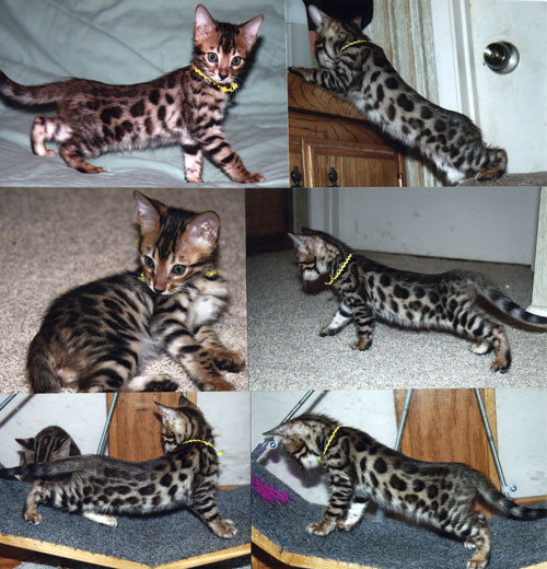 Bengal Kittens