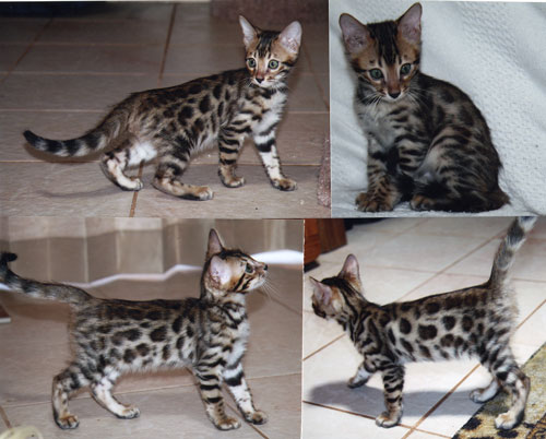 Bengal Kittens