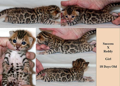 Bengal Kittens