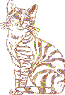 Bengal Cat
