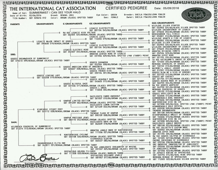 Bengal Cat Halo's Pedigree