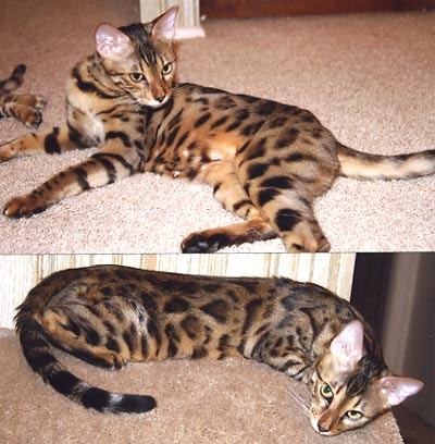 Bengal Kittens For Sale Bengal Champion