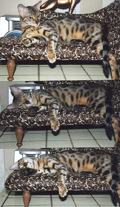 Bengal Kittens For Sale Bengal Champion