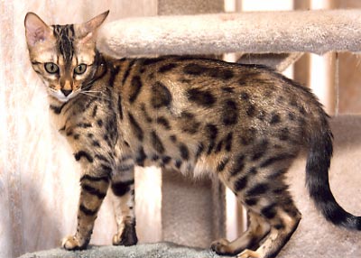 Bengal Kittens For Sale Bengal Champion