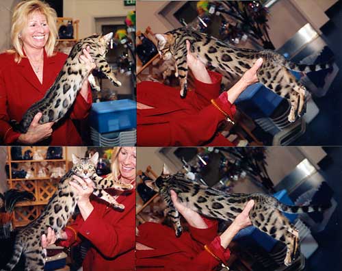 Bengal Cats For Sale Bengal Champion