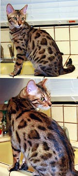 Bengal Cats For Sale Bengal Champion