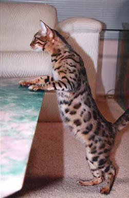 Bengal Kittens For Sale Bengal Champion