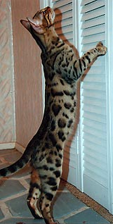 Bengal Cats For Sale Bengal Champion