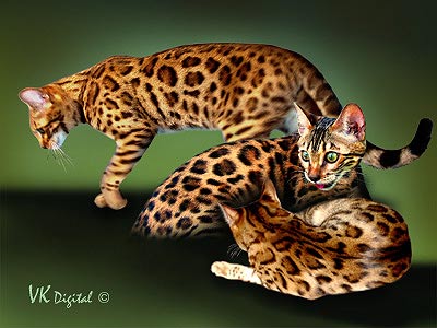 Bengal Champion