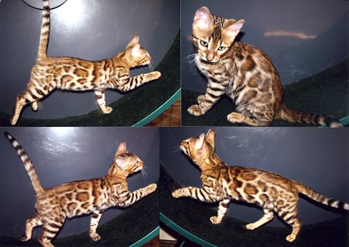 Bengal Kittens