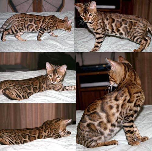 Bengal Kittens