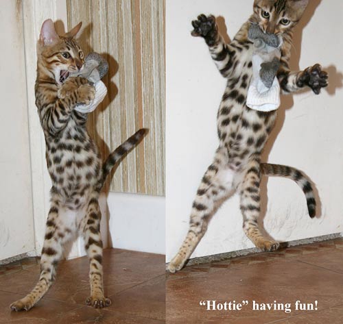 Bengal Kittens
