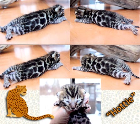 Bengal Kittens