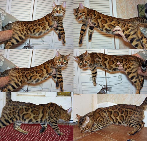 Bengal Kittens