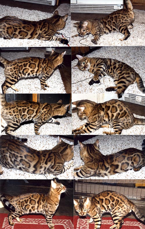 Bengal Kittens