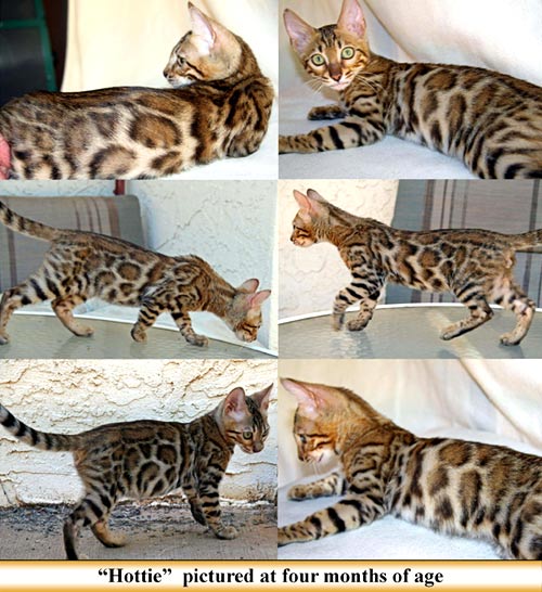 Bengal Kittens