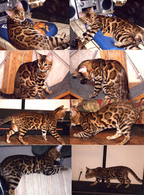 Bengal Kittens