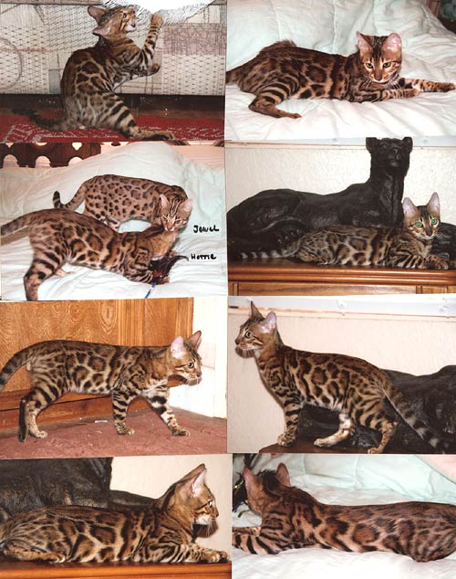 Bengal Kittens