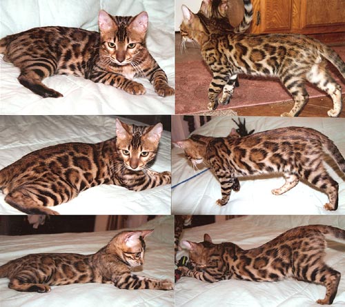 Bengal Kittens