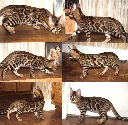 Bengal Kittens