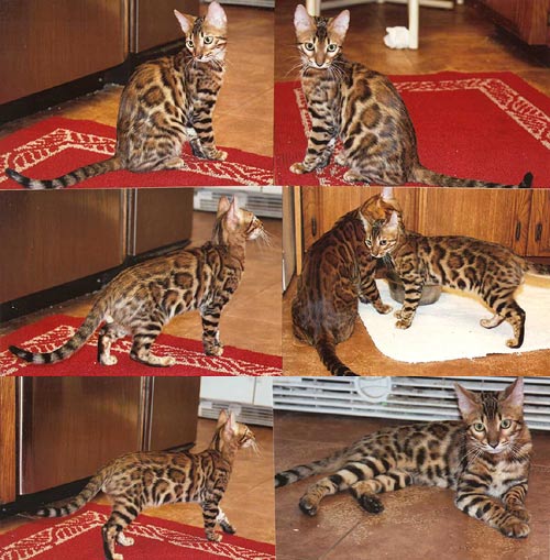Bengal Kittens