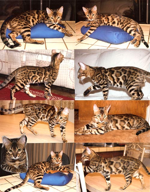 Bengal Kittens