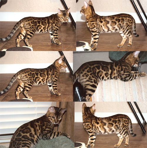 Bengal Kittens