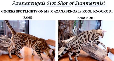 Bengal Kittens