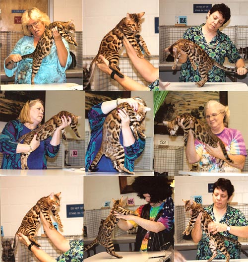 Bengal Kittens