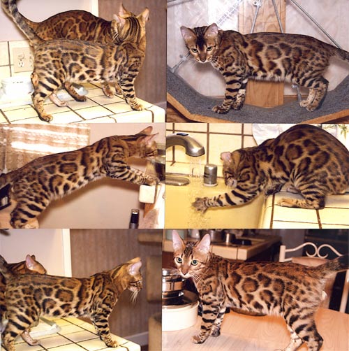 Bengal Kittens