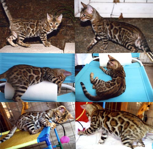 Bengal Kittens