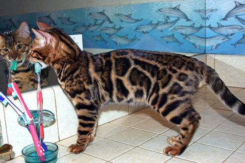 Bengal Cat