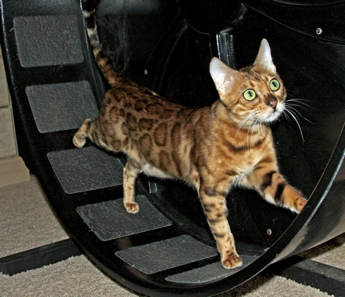 Bengal Kitten