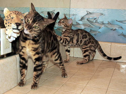 Bengal Cats For Sale Bengal Champion