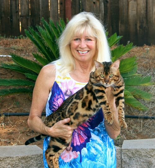 Bengal Cat