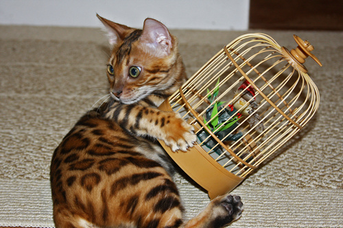 Bengal Kitten