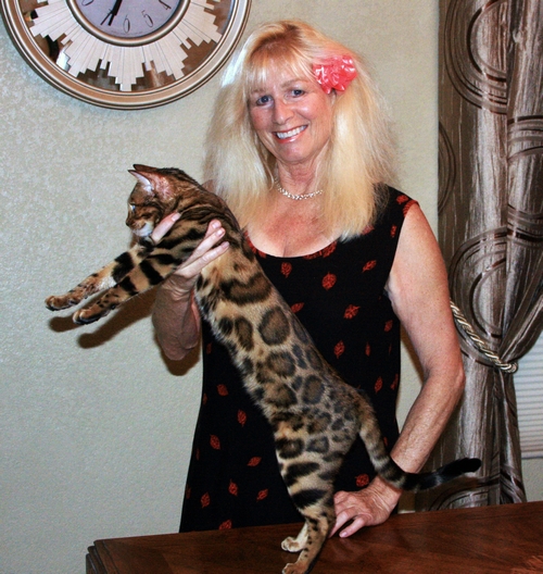 Bengal Kittens for sale