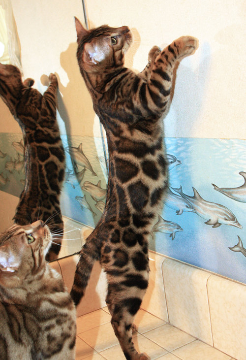 Bengal Cat