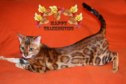 Bengal Kitten