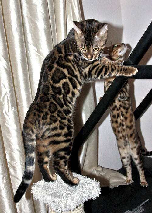 Bengal Kitten