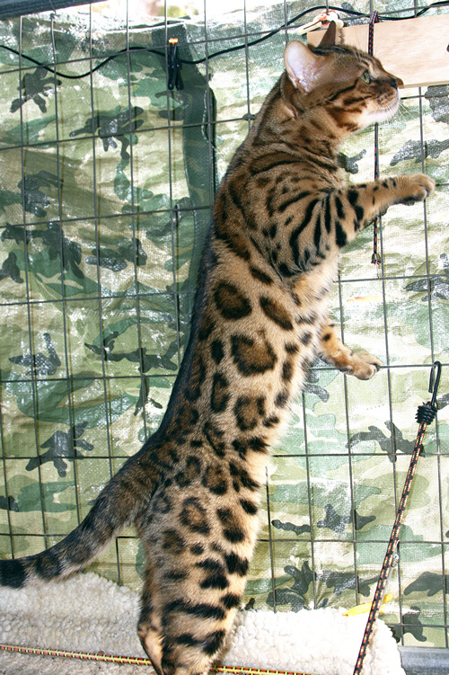 Bengal Kittens For Sale