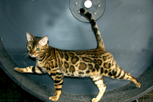 Bengal Cat